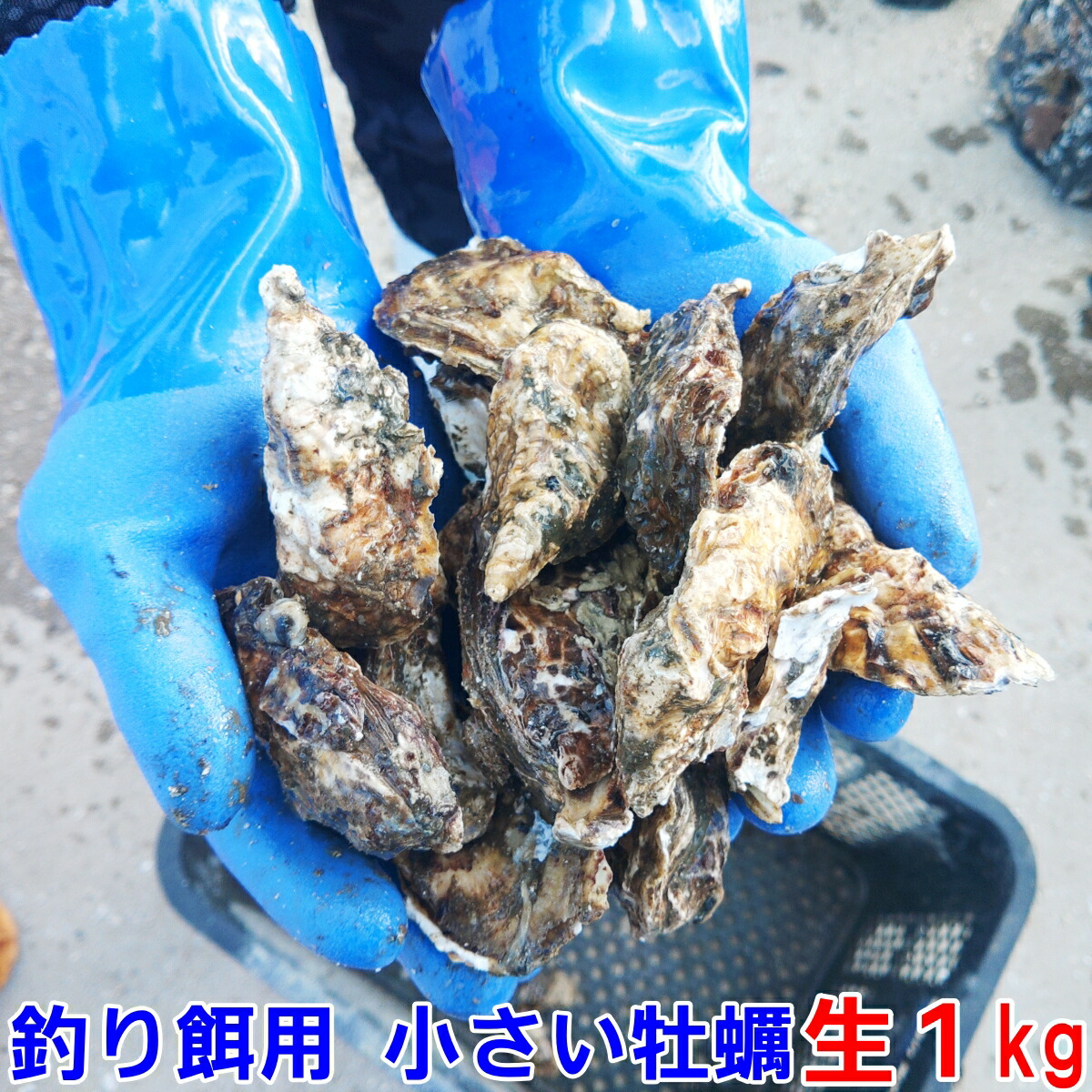 楽天市場】釣り餌に ムール貝 「ムラサキイガイ７ｋｇ」小分けなしタイプ 冷凍品 ７キロ イガイ カラス貝 ムール貝 釣りエサ クロダイ 黒鯛 チヌ  石鯛 コブダイ カワハギ釣りに 【食用ではありません】【100】 : 松島牡蠣屋