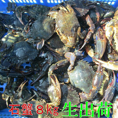 「生出荷！食用イシガニ 石蟹８kg」 活状態での梱包 松島牡蠣屋 漁師の店長自ら漁獲です！目安：8ｋｇで80杯程度 ＢＢＱお中元 お歳暮 バーベキュー食材 海産物 ８キロ【120】