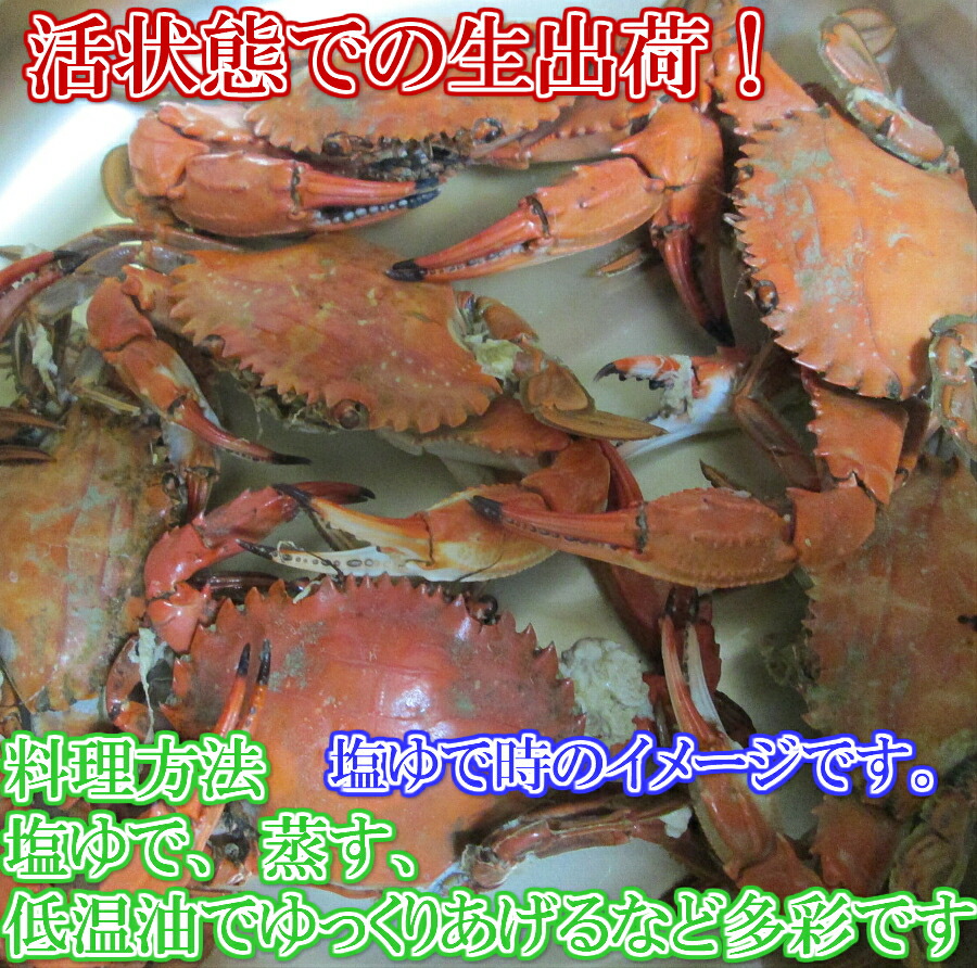 楽天市場 今だけポイント１０倍 生出荷 食用イシガニ 石蟹４kg 活状態での梱包 松島牡蠣屋 漁師の店長自ら漁獲です 目安 4ｋｇで40杯程度 ４キロ 松島牡蠣屋