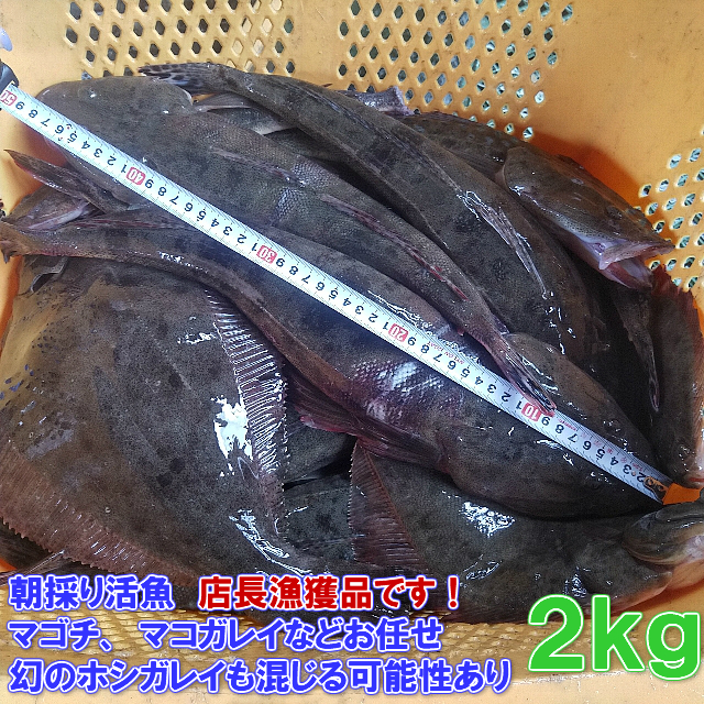 楽天市場 朝採り 店長が漁獲の活魚２ｋｇセット マゴチ ホシガレイ マコガレイ 平目などからその日漁獲の良い物をお任せセット 真鯒 真子カレイ ヒラメ ハダガレイ 漁師直送の送料無料 お魚セット お魚盛り合わせ メインはマゴチになります 松島牡蠣屋