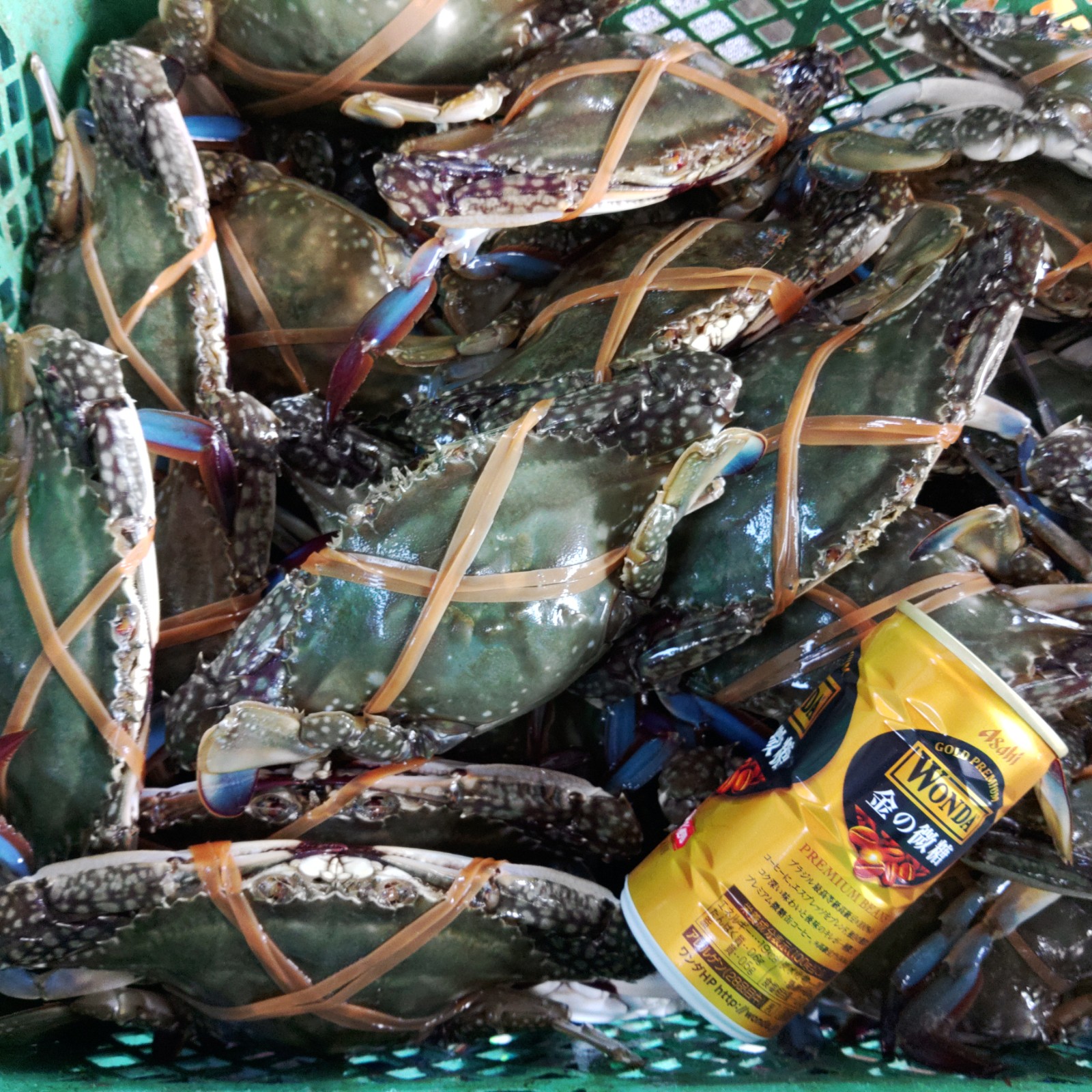 楽天市場 ワタリガニ オス小サイズ 渡り蟹 ガザミ 梭子蟹 ケジャンにも 活発送 ２ｋｇ 約14杯 送料無料 カンナ屑梱包 活到着補償販売ではございません がざみ 蟹通販 宮城県産 ガザミ オス小２ｋｇ 80 松島牡蠣屋