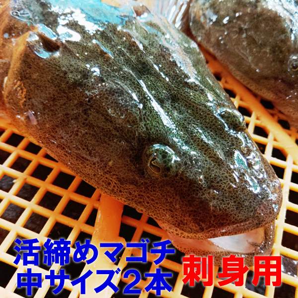 高級魚 活締め マゴチ中サイズ 本 0 6 1 4 が 本 刺し身に 人前程度 真鯒 真ゴチ 刺身 活〆 お刺身 宮城県産 日にち指定は不可 活魚 送料無料 漁師直送 魚通販 Christine Coppin Com