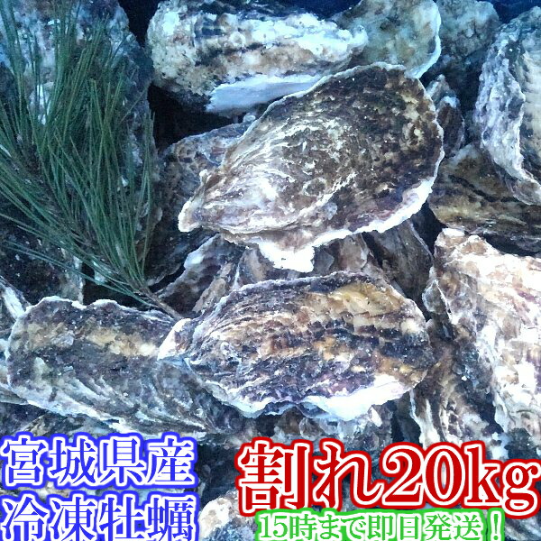 【狙い目商品です】「冷凍 割れＢ品２０ｋｇ 」【約240粒】 冷凍便送料無料 20キロ 宮城県産 殻付き牡蠣 殻付き 殻付 カキ 加熱用 松島牡蠣屋 無選別牡蠣　訳あり ＢＢＱ食べ物 海産物【140】★