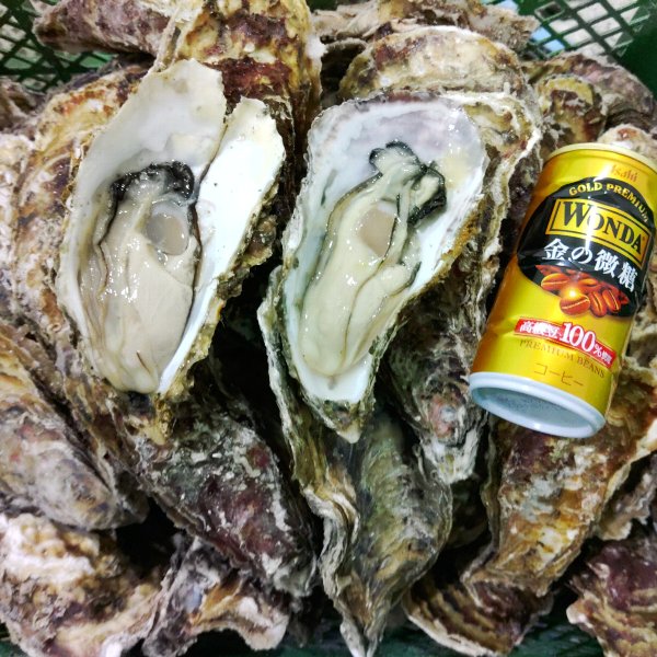 重量MIX5kg(約55粒)冷凍便送料無料!宮城県産殻付き牡蠣殻付き殻付カキ加熱用一年子松島牡蠣屋無選別牡蠣