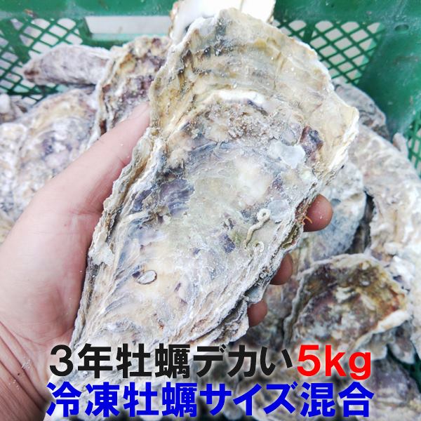 68％以上節約 デカい牡蠣 殻付き 牡蠣 あす楽対応 ３年牡蠣 ５ｋｇ 冷凍便 送料無料 ５キロ 宮城県産 殻付き牡蠣 殻付 カキ 加熱用 松島牡蠣屋  無選別牡蠣 牡蛎 ＢＢＱ 母の日 父の日 お中元 お歳暮 ＳＤＧｓ バーベキュー食材 海産物 牡蠣通販 fucoa.cl