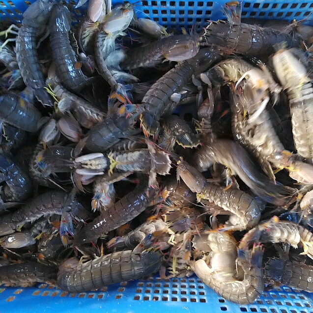 活梱包海水ごと輸送!蝦蛄海老シャコエビしゃこえび1kg(20-32匹)宮城県松島産漁師直送品発送地域限定