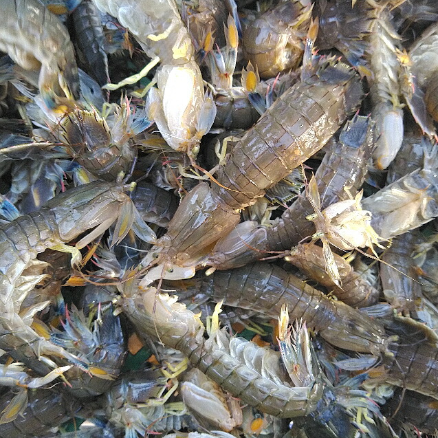 活梱包海水ごと輸送!蝦蛄海老シャコエビしゃこえび1kg(20-32匹)宮城県松島産漁師直送品発送地域限定