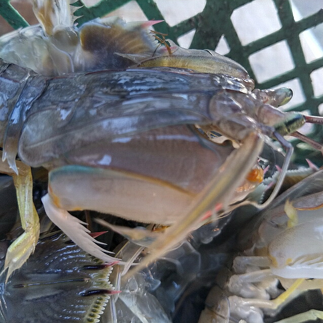 活梱包海水ごと輸送!蝦蛄海老シャコエビしゃこえび1kg(20-32匹)宮城県松島産漁師直送品発送地域限定
