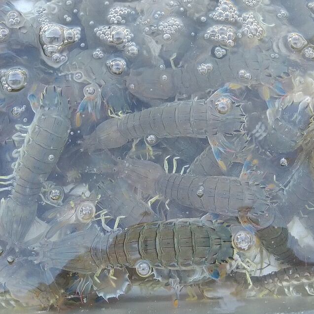 活梱包海水ごと輸送!蝦蛄海老シャコエビしゃこえび1kg(20-32匹)宮城県松島産漁師直送品発送地域限定