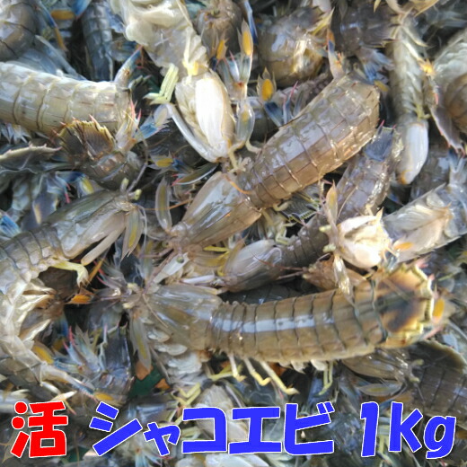 【P10倍設定中 6/9 17時〜6/15まで】活梱包「海水ごと輸送!蝦蛄海老 1kg(20-32匹)」近畿以北のみ地域限定 シャコエビ しゃこえび 宮城県産 漁師直送品 シャコ しゃこ 皮皮蝦 蝦爬子 撒尿蝦 彈蝦 蝦虎 日時指定は不可【100】 【P10倍設定中 6/9 17時〜6/15まで】活梱包「海水ごと輸送!蝦蛄海老 1kg(20-32匹)」近畿以北のみ地域限定 シャコエビ しゃこえび 宮城県産 漁師直送品 シャコ しゃこ 皮皮蝦 蝦爬子 撒尿蝦 彈蝦 蝦虎 日時指定は不可【100】