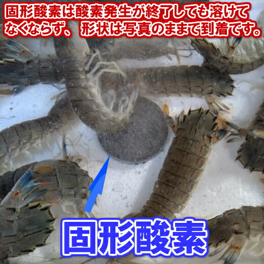 活梱包海水ごと輸送!蝦蛄海老シャコエビしゃこえび1kg(20-32匹)宮城県松島産漁師直送品発送地域限定