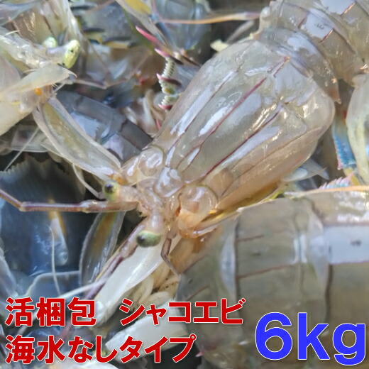 活包む綿津見水なし手合 シュリンプ蛄海老 シャコエビ しゃこえび 6 2kg 3革 1 192匹 宮城県生産 漁船員直送物 スキン皮蝦 蝦爬子 撒尿蝦 彈蝦 蝦タイガー Cannes Encheres Com