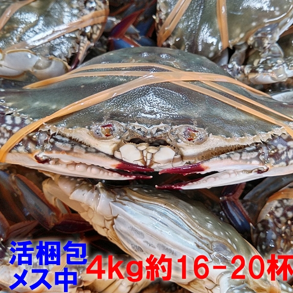 10枚セット 穴子カニカゴ蟹カゴ 蟹篭 魚とり 魚採り 蟹採り 漁具 | www