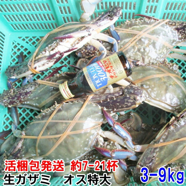 ワタリガニ オス特大サイズ 渡り蟹 ガザミ 梭子蟹 ケジャンにも！活発送 ３ｋｇ（約７杯）送料無料 カンナ屑梱包 活到着補償販売ではございません がざみ 蟹通販 宮城県産  ?? cua bi?n xanh ????