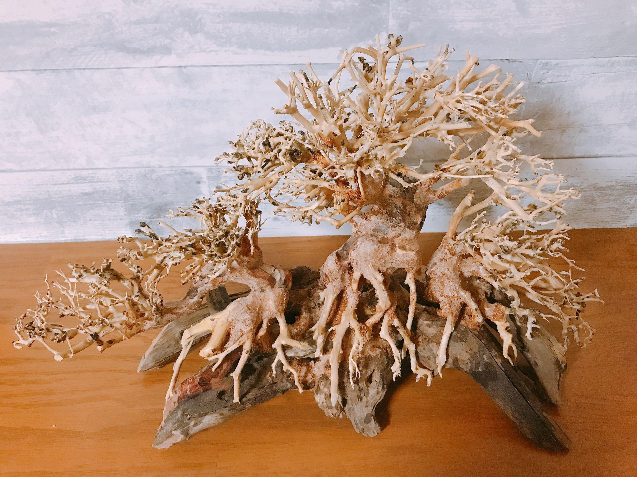 上質で快適 三龍盆栽流木 水槽専用アート流木 盆栽アート 盆栽 アクアリウム 流木 テラリウム 天然流木 インテリア 水槽 日本最大級 Www Lexusoman Com