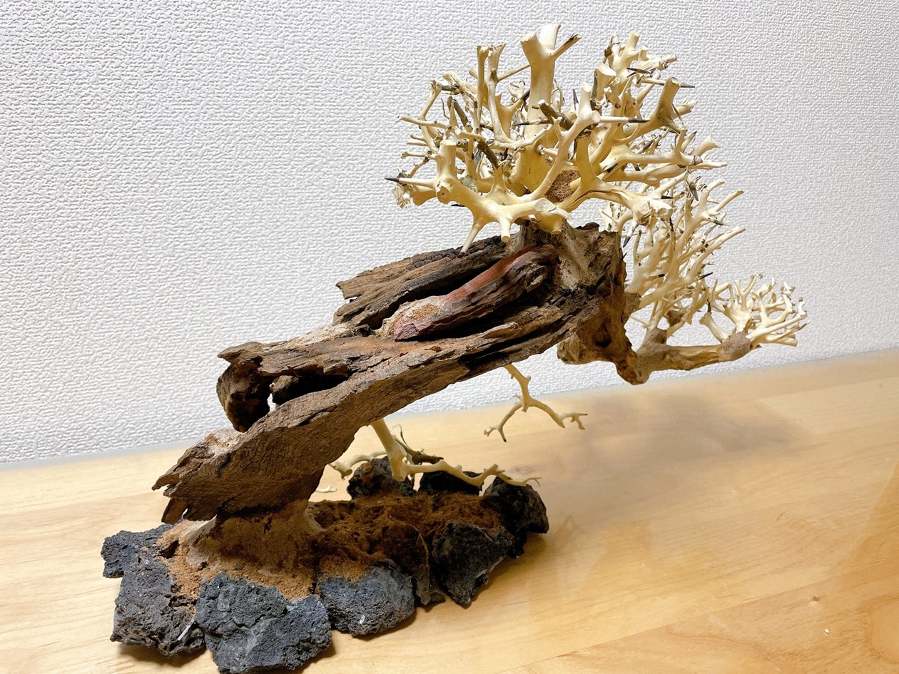 在庫処分半額 溶岩石付き吹き流し盆栽流木 水槽専用アート流木 盆栽アート 盆栽 流木 天然流木 アクアリウム テラリウム インテリア 水槽 Boundarycapital Com