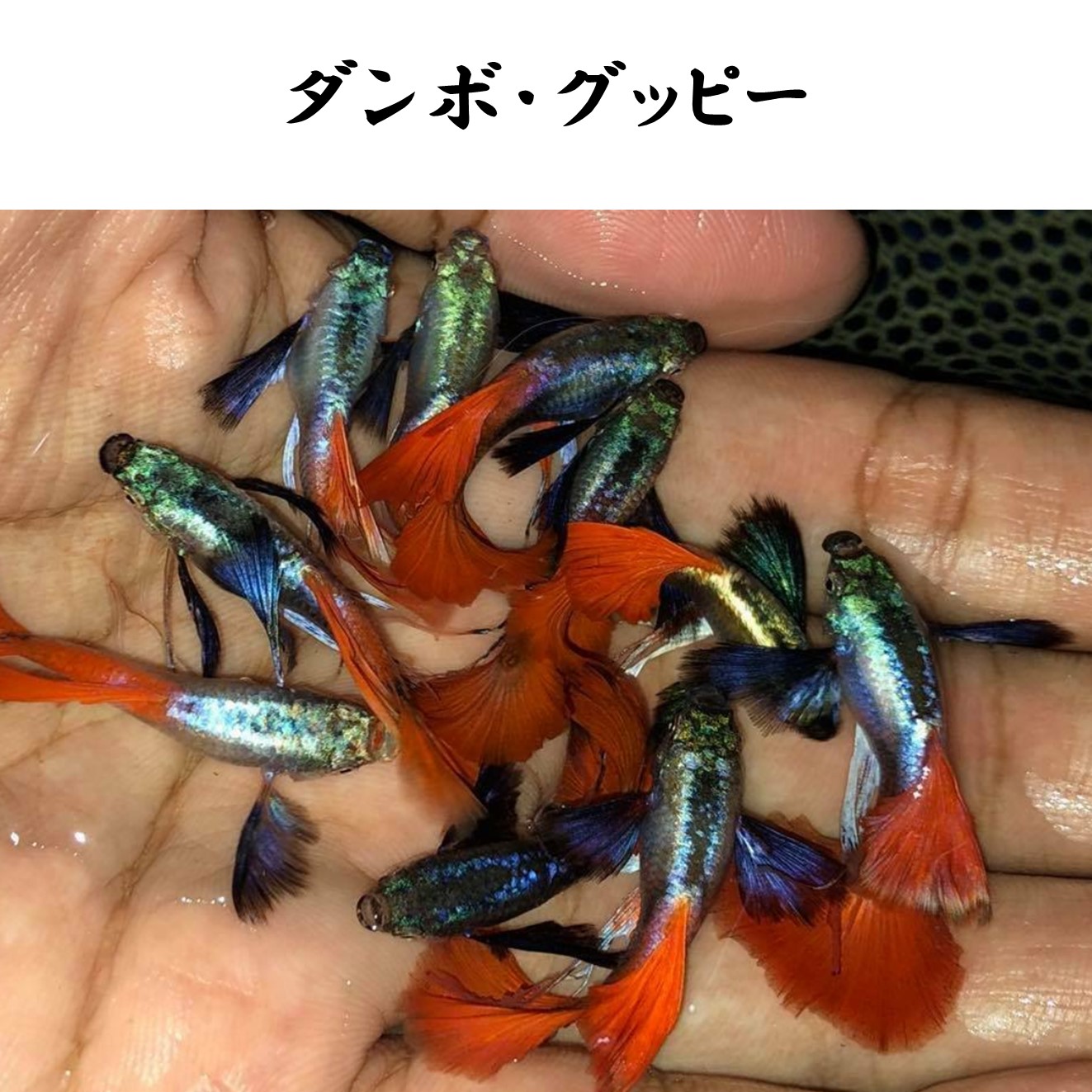 楽天市場 お買い得2ペア 人気熱帯魚 国産グッピー ダンボ グッピー ペア販売 サイズ アダルト 2ペア 生体 観賞魚 死着保証あり Matsuyoshi World