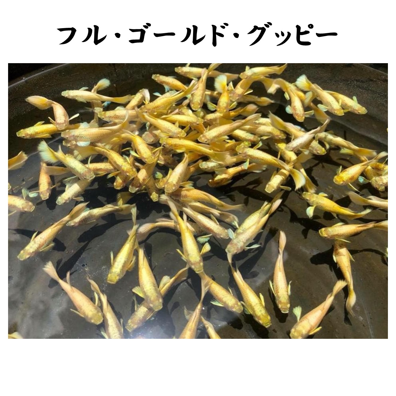 熱帯魚 国産グッピー フル ゴールド グッピー ペア販売 サイズ アダルト 2ペア 生体 観賞魚 死着保証あり Rvcconst Com