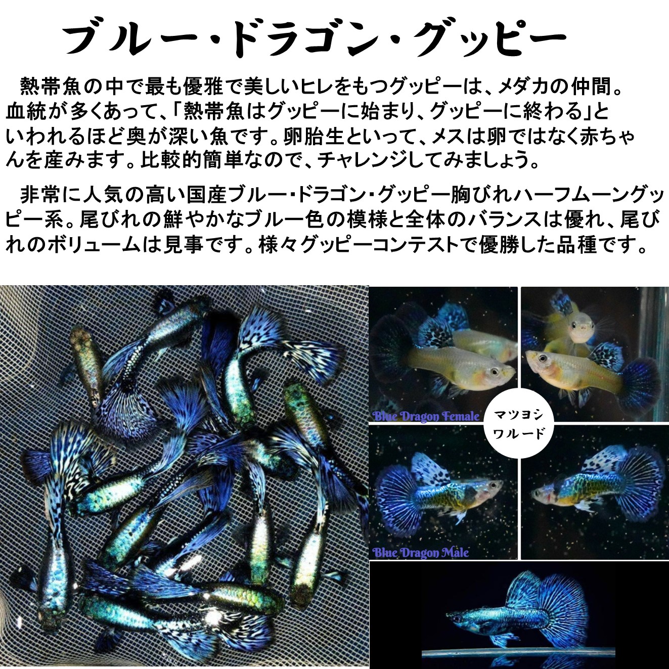 1494円 最も優遇 ブルードラゴン グッピー ペア販売 サイズ