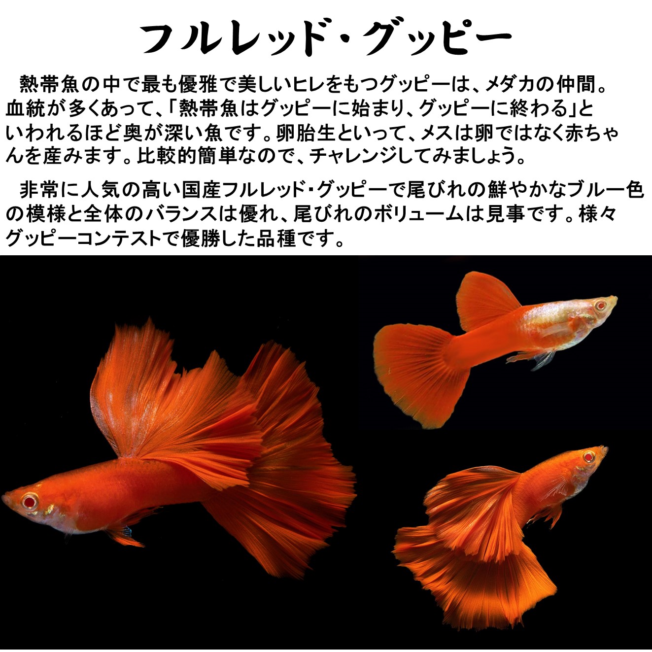 お買い得2ペア 人気熱帯魚 国産グッピー フルレッド グッピー ペア販売 サイズ アダルト 2ペア 生体 観賞魚 死着保証あり Southwestne Com