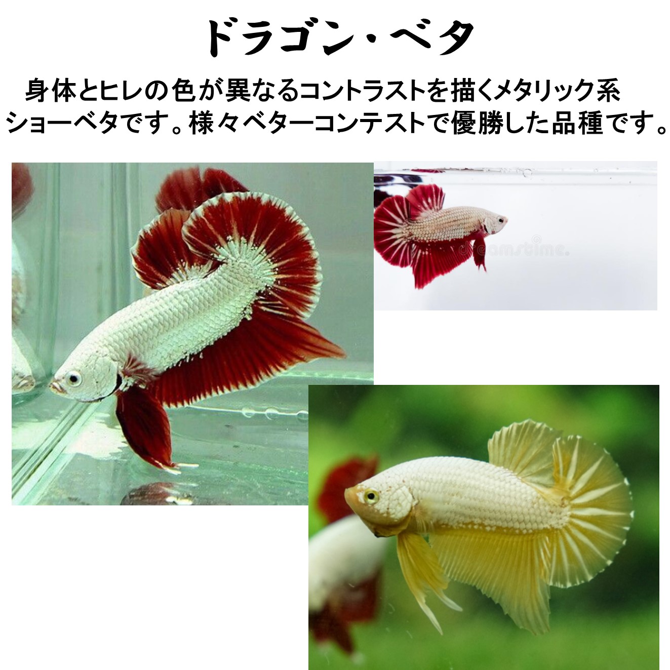 楽天市場 熱帯魚 ベタ コイカラーギャラクシーベタ オス おまかせ １匹 生体 鯉ベタ ベタ 観賞魚 死着保証あり Matsuyoshi World