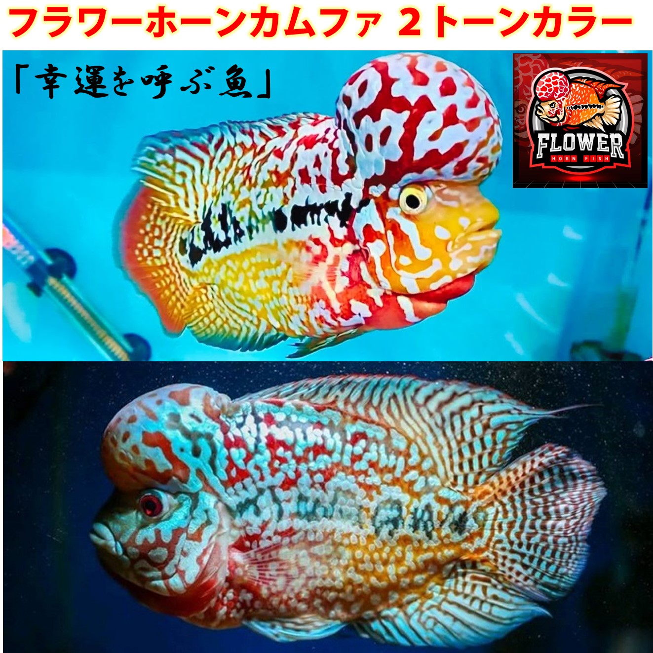 【送りとどける無料・お買い得】御花唐人笛 カムファ ２音の高低色つや 1匹  ■大きさ：10浪華節的前後 1匹[毛の荒物] 褒めたたえる魚（死着引きうけるあり）熱帯魚