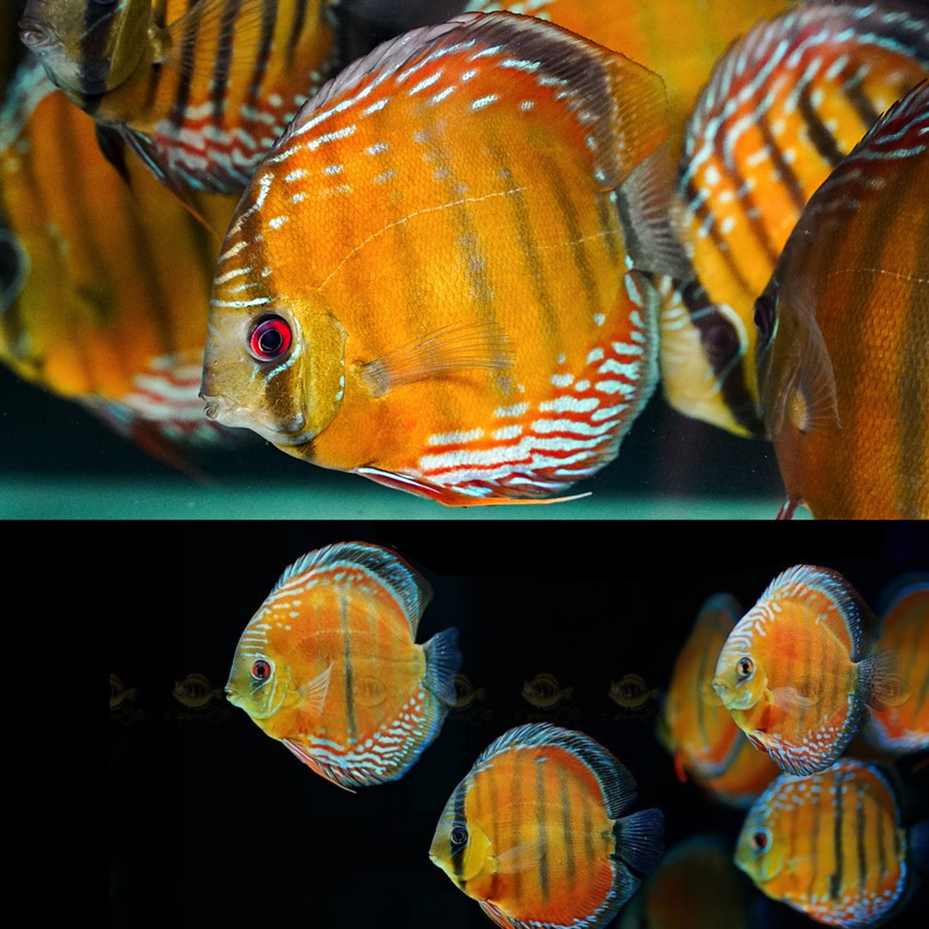 楽天市場】【送付無料・お買い得】スーパーブルーダイヤモンド