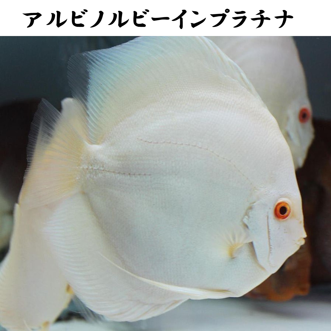 【送りとどける無料・お買い得】アルビノルビーインプラチナディスカス 12珊~14珊（1匹）※単体売りわたす ■大きさ：成年者 (1匹)[毛の荒物] 褒めたたえる魚（死着引きうけるあり）熱帯魚