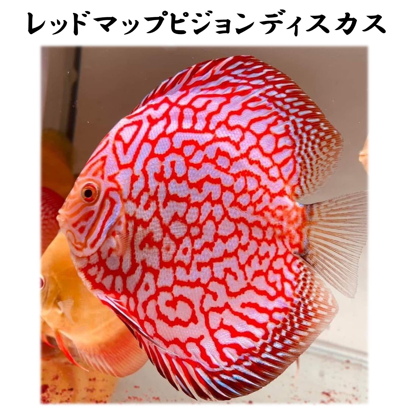 楽天市場】【送付無料・お買い得】レッドマップピジョンディスカス 