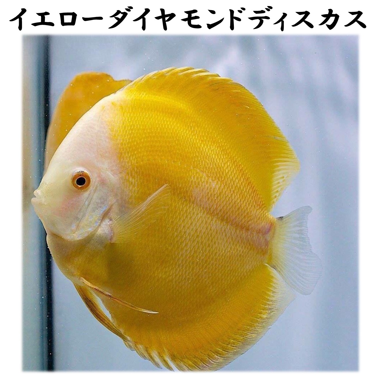 【送りとどける無料・お買い得】イエローダイヤモンドディスカス約11珊~13珊※単体売りわたす ■大きさ：成年者 (1匹)[毛の荒物] 褒めたたえる魚（死着引きうけるあり）熱帯魚