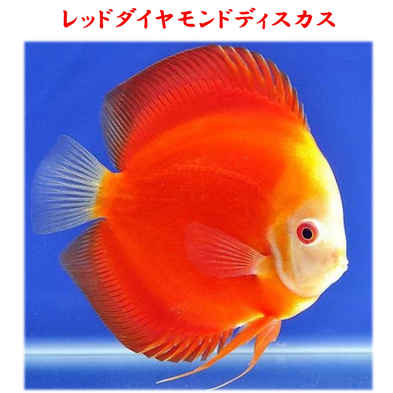 【送りとどける無料・お買い得】レッドダイヤモンドディスカス  12～13珊（1匹）※単体売りわたす ■大きさ：成年者 (1匹)[毛の荒物] 褒めたたえる魚（死着引きうけるあり）熱帯魚