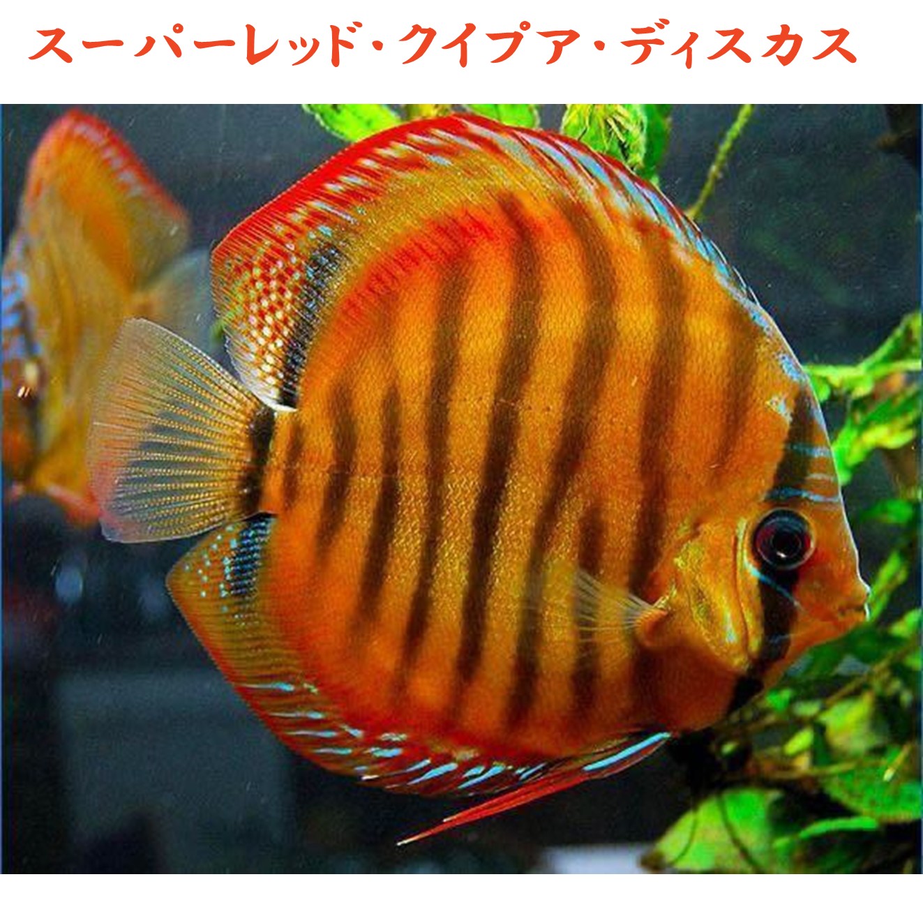 【送付無料・お買い得】スーパーレッド・クイプア・ディスカス 約12cm～13c（1匹）※単体販売 ■サイズ：アダルト (1匹)[生体] 観賞魚（死着保証あり）熱帯魚｜Matsuyoshi World