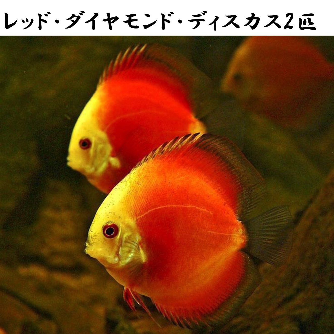 【送りとどける無料・お買い得】レッドダイヤモンドディスカス 6珊~8珊（2匹）※単体売りわたす ■大きさ：成年者 (1匹)[毛の荒物] 褒めたたえる魚（死着引きうけるあり）熱帯魚
