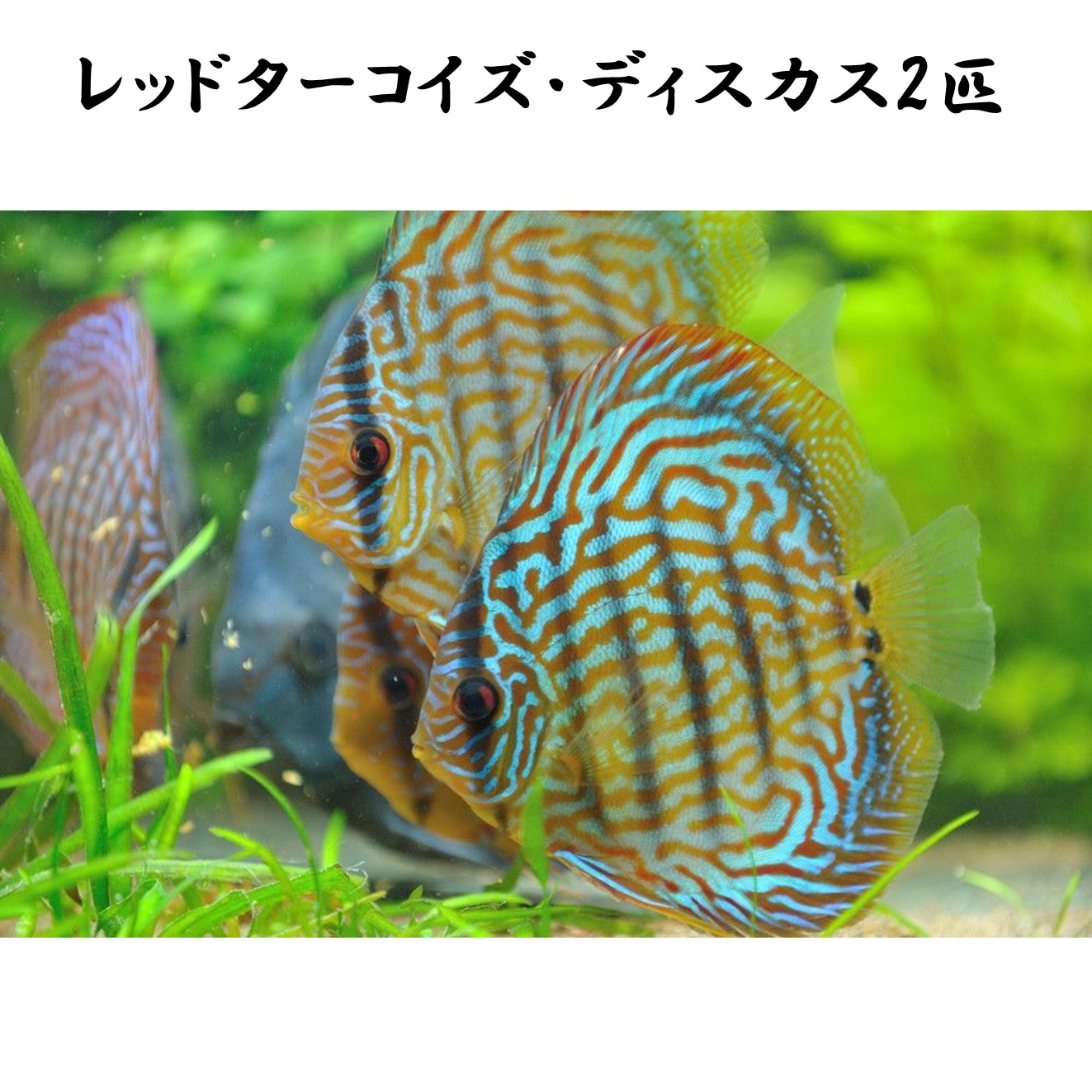 楽天市場】【送付無料・お買い得】レッドターコイズ・ディスカス 6cm 楽天市場】【送付無料・お買い得】レッドターコイズ・ディスカス 6cm
