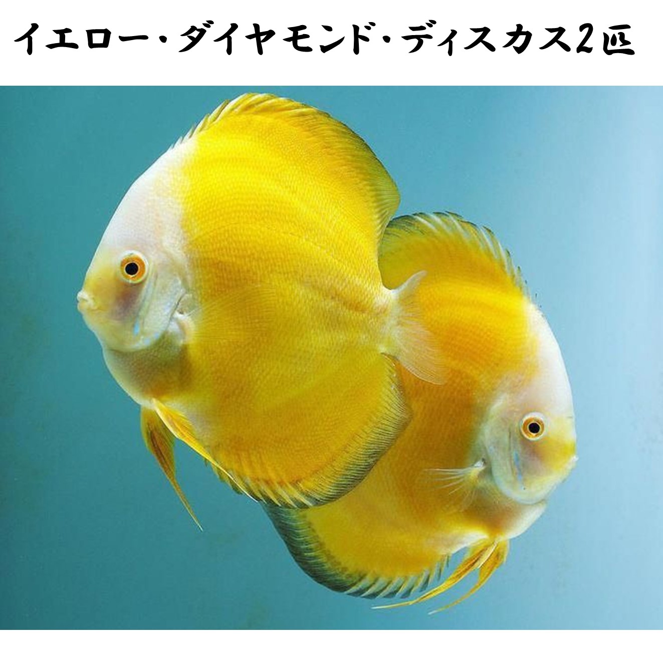 【送りとどける無料・お買い得】イエローダイヤモンドディスカス 約6珊~8珊（2匹）※単体売りわたす ■大きさ：成年者 (1匹)[毛の荒物] 褒めたたえる魚（死着引きうけるあり）熱帯魚
