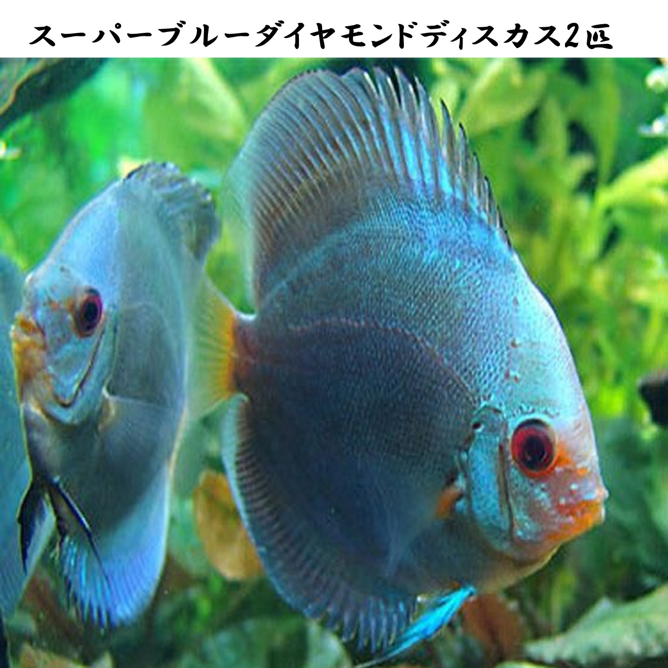 楽天市場】【送付無料・お買い得】スーパーブルーダイヤモンド