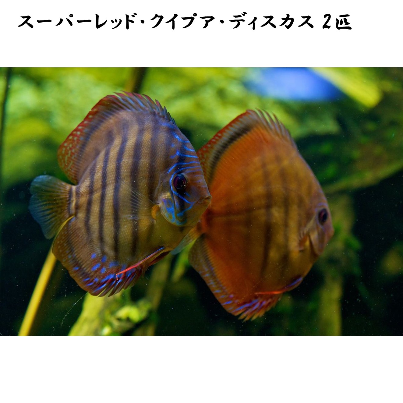 【送りとどける無料・お買い得】スーパーレッド・クイプア・ディスカス 約6珊~8珊（2匹）※単体売りわたす ■大きさ：成年者 (1匹)[毛の荒物] 褒めたたえる魚（死着引きうけるあり） 熱帯魚