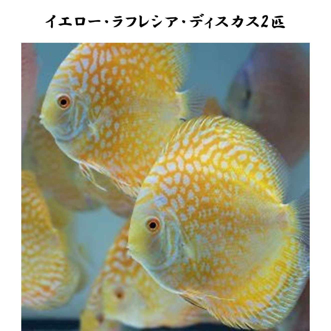 【楽天市場】【送付無料・お買い得】イエロー・ラフレシア・ディスカス約6cm~8cm（2匹）※単体販売 サイズ：アダルト (1匹)[生体] 観賞 ...