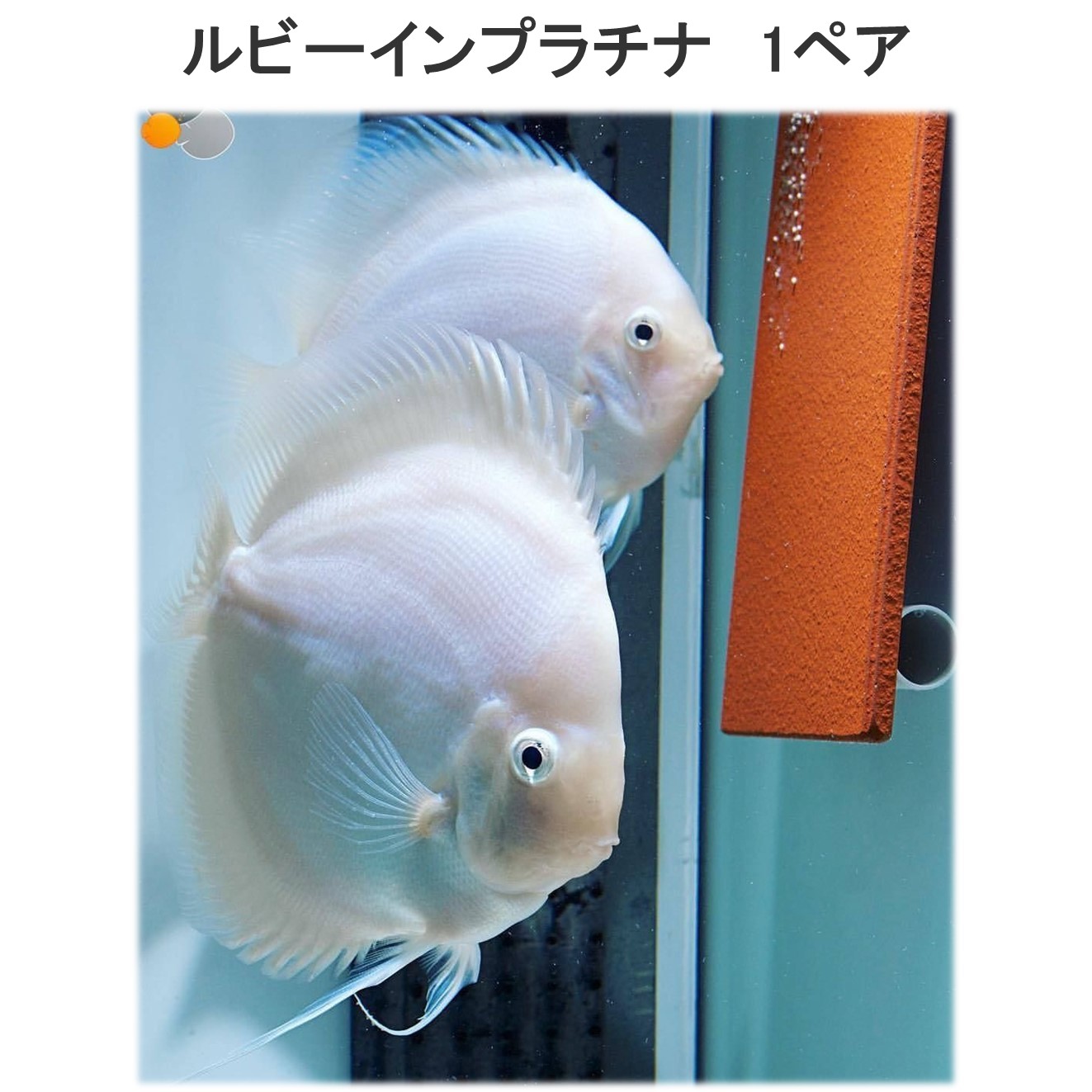 【送りとどける無料・お買い得】ルビーインプラチナディスカス 6珊~8珊（2匹）※単体売りわたす ■大きさ：成年者 (1匹)[毛の荒物] 褒めたたえる魚（死着引きうけるあり）熱帯魚