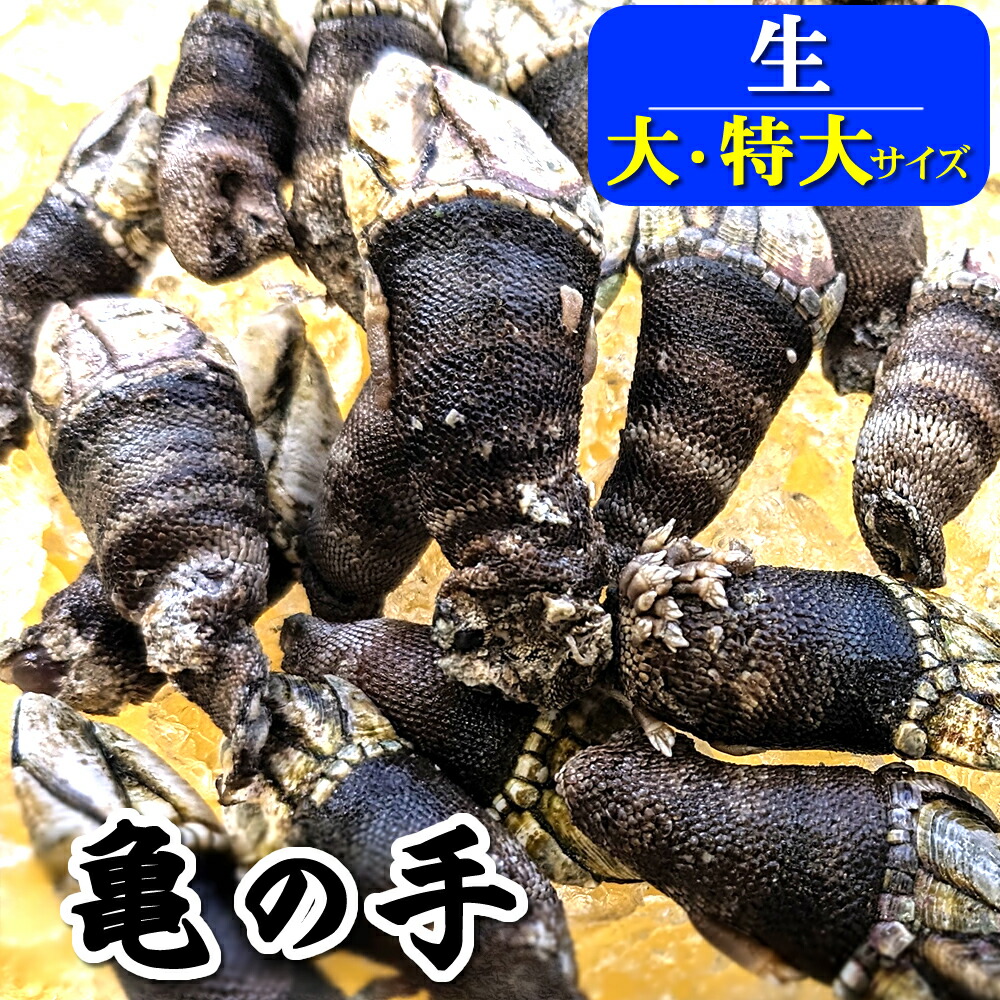 楽天市場】珍味！ふじつぼ 青森産 500g 豊洲直送 フジツボ 富士