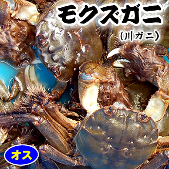 song モクズガニ5kg 楽天市場】解禁 モクズガニ 天然 活 生 5kg 25～30匹 上海ガニ