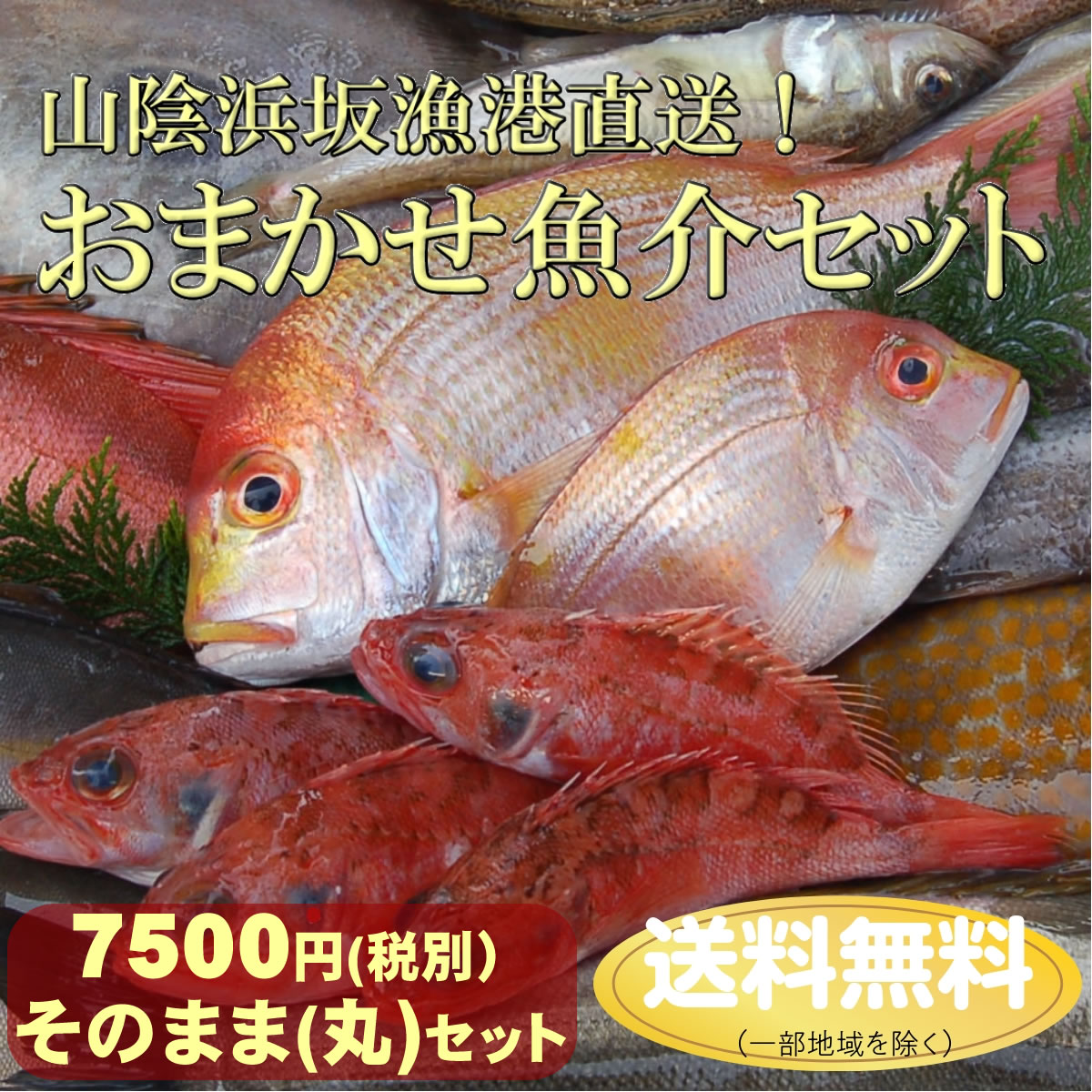 【楽天市場】真フグむき身【冷凍】 約300-350ｇ（1-3尾入り） 【浜坂産】 ※大小あり 真空パック  （てっちり・ふぐ鍋・真ふぐ・真河豚・まふぐ・マフグ）