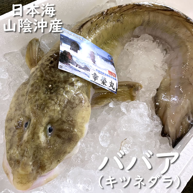 楽天市場 ババア 生 大 1尾 約3 5 3 9ｋｇ 浜坂産 タナカゲンゲ キツネダラ きつねだら たなかげんげ ばばあ ばばちゃん 毎日漁港へ目利き一筋 かにの山米