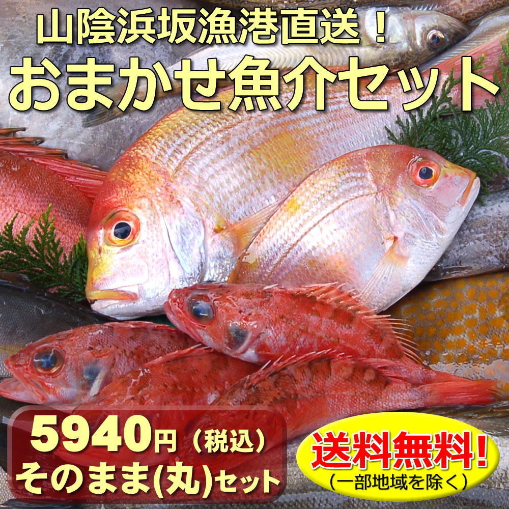 楽天市場】【送料無料】山陰直送「朝とれおまかせ鮮魚・魚介８６４０円（税込）詰合せセット」（丸のまま・下処理なし）（詰め合わせ、鮮魚ボックス、魚介セット）  : 毎日漁港へ目利き一筋！かにの山米