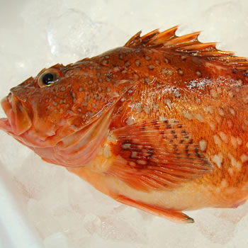 ゆめかさごページ 楽天市場】夢カサゴ（下処理済・冷凍） 小 250g（2-4尾程度入り