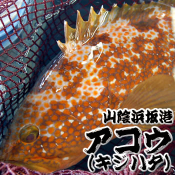 楽天市場 瀬戸内産 活〆天然あこう キジハタ 500g前後 瀬戸内の天然活魚 はりかい