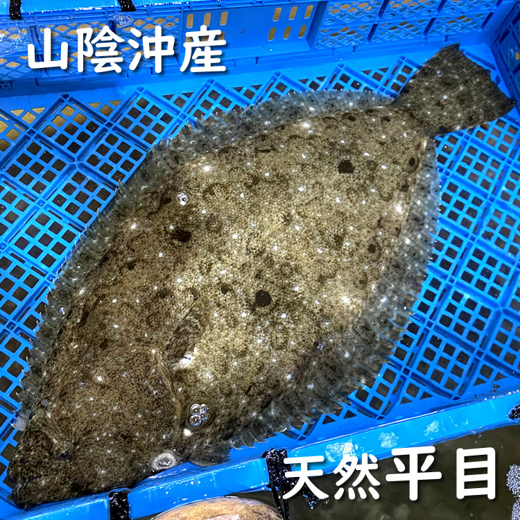 楽天市場 活 天然ヒラメ 生 1尾 約2 5 2 9ｋｇ前後 浜坂産 活かしてますので 発送直前に〆てお届け致します 平目 ひらめ 毎日漁港へ目利き一筋 かにの山米