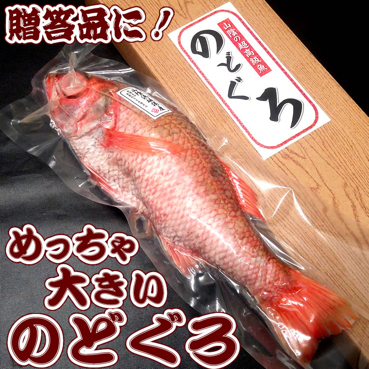 楽天市場】超高級魚 アコウ 1尾 約36-38cm （生冷凍・調理済み） 【浜坂産】(キジハタ、アカミズ、赤水) : 毎日漁港へ目利き一筋！かにの山米