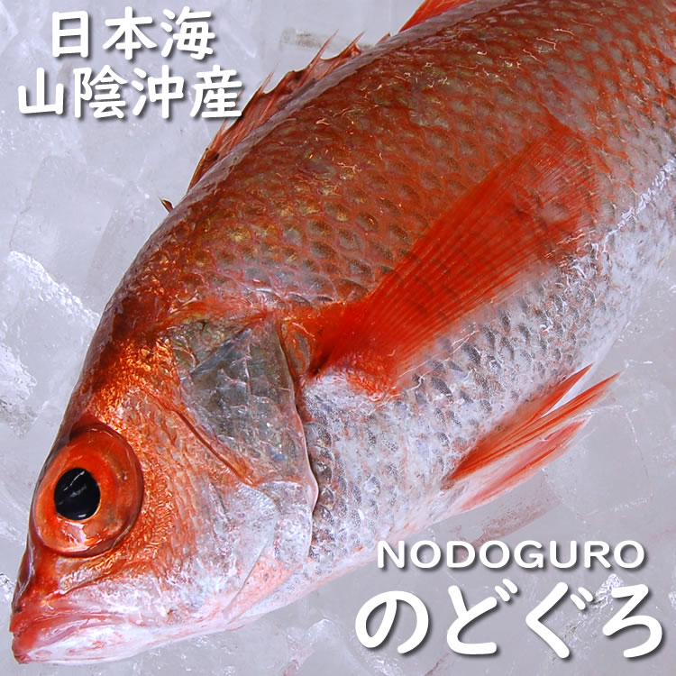 楽天市場】超高級魚 アコウ 1尾 約26-28cm （生冷凍・調理済み） 【浜坂産】(キジハタ、アカミズ、赤水) : 毎日漁港へ目利き一筋！かにの山米