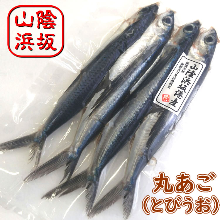 飛び魚の子
